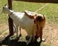 Man fuck goat in barn.