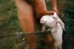 Goat man fuck Goat Porn